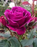 05395928592 Nermin hanım    PROFESYONEL MASAJ - 1