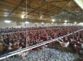 Tavuk çiftliğim için birlikte çalışabileceğimiz ortak arıyorum - 1