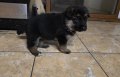 Satılık poodle ve alman kurdu - 1